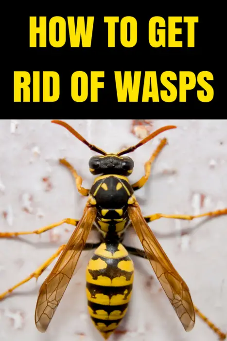 How to Get Rid of Wasp & Hornets