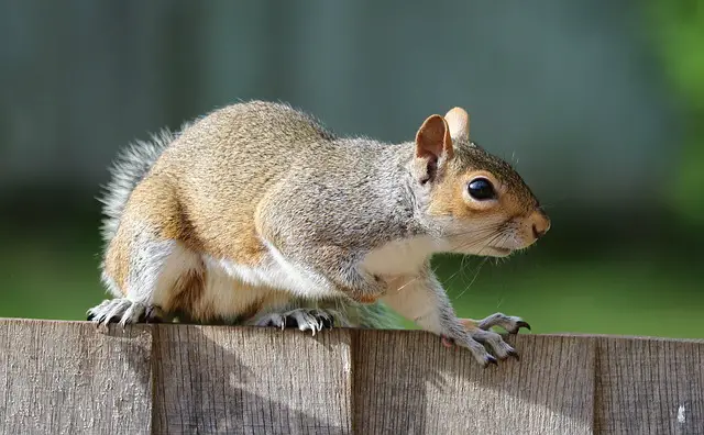 Keeping squirrels out of fruit trees