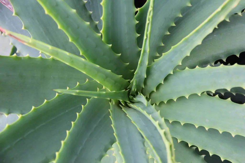 Aloe Vera Termite Treatment