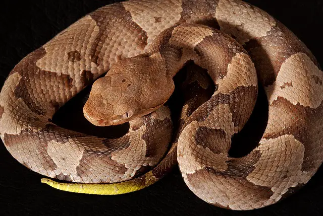 Repel Copperhead Snakes