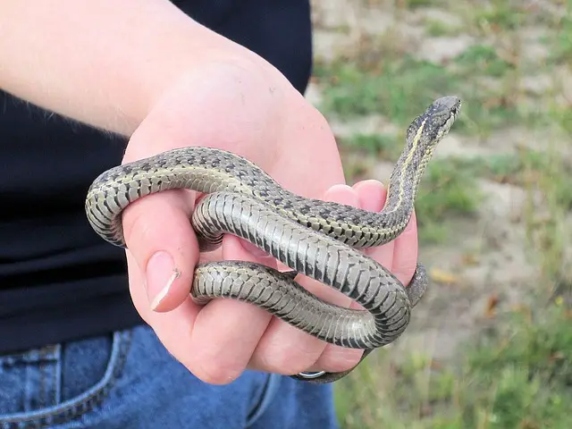 Best Snake Repellents For Copperheads Rattlesnakes