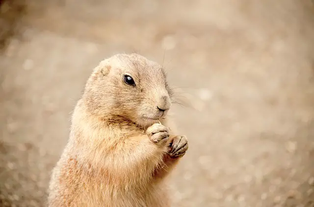 Killing gophers with propane