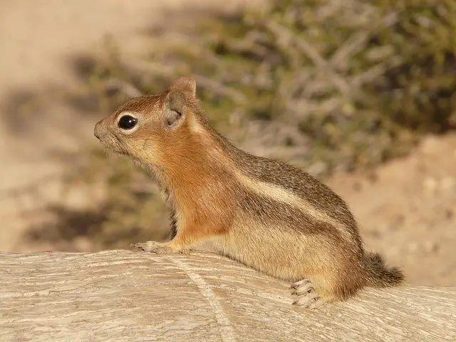 Chipmunk Poop