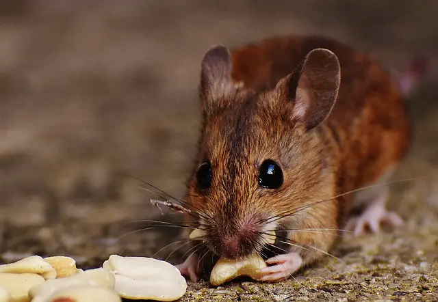 best food for mouse trap