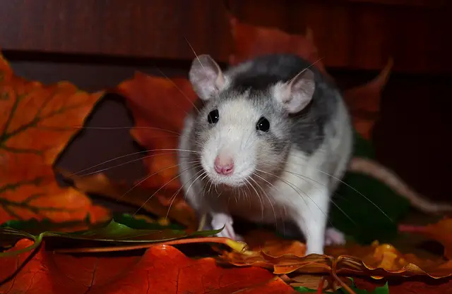 Will antifreeze kill rats