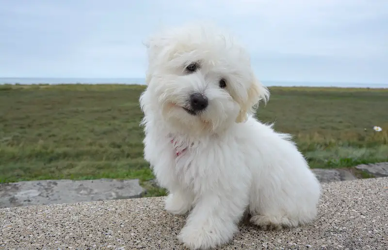 Bayer Advantix II for Puppies