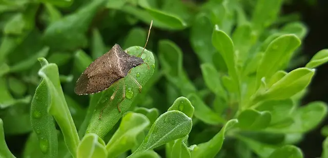 Can stink bugs bite