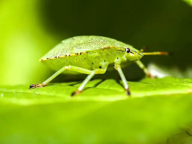 Green Stink Bugs bites on humans