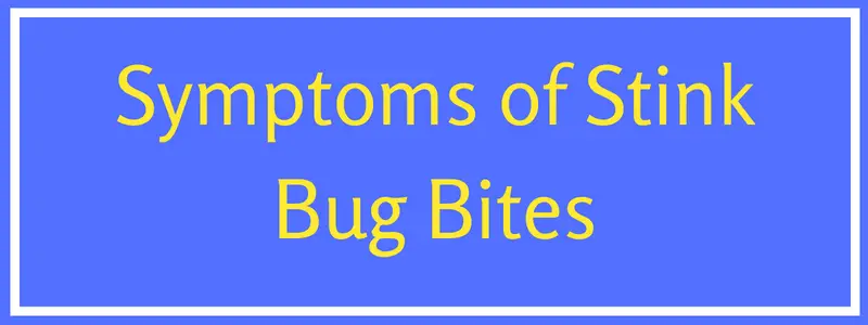 stink bug bite symptoms