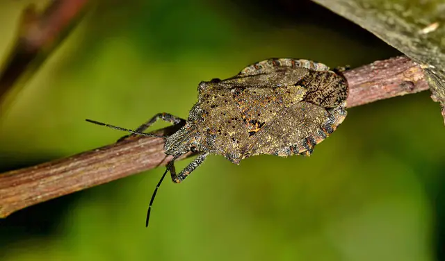 Do Stink bugs bite humans