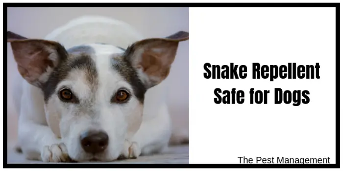 Sane repellent safe for pets