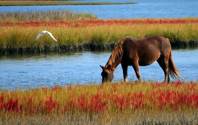 Fly Repellent for Horses