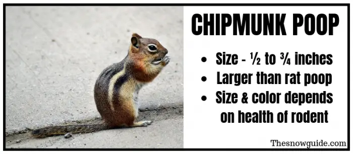 What does chipmunk poop look like