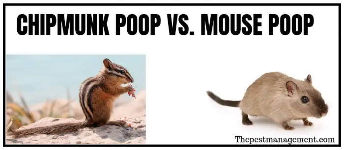 Difference between chipmunk and mouse droppings