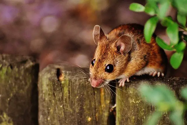 Can Rats climb walls