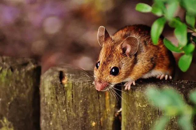 Can Mice Climb Walls, Stairs, Plastic, Glass Etc. (A List)