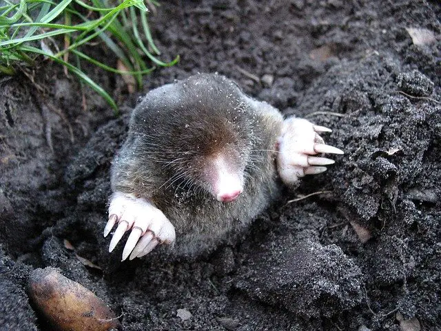 Moles or Gophers