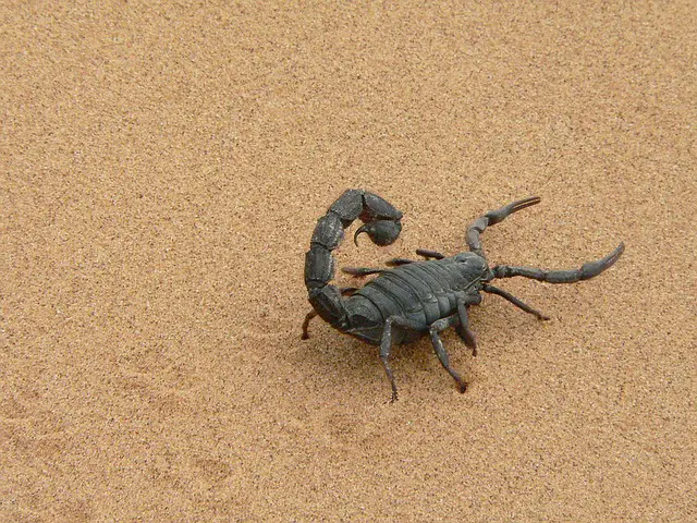 chickens kill scorpions