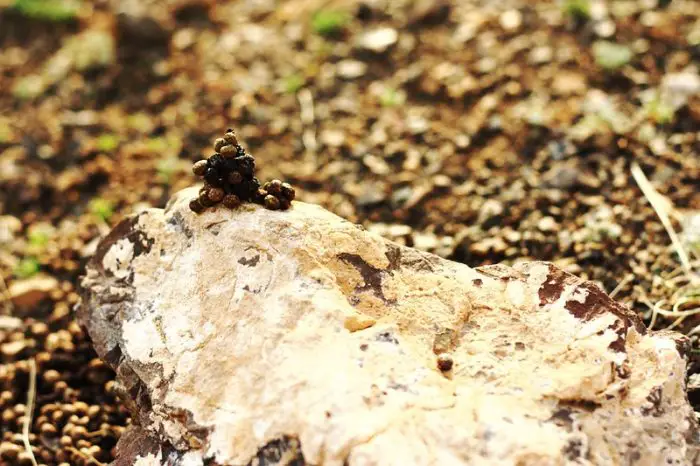 Chipmunk Droppings