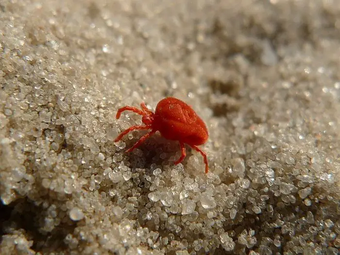 Red clover mites on sand