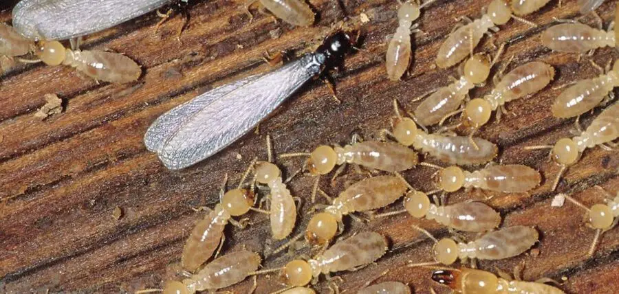 Does Borax Kill Termites