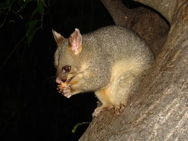 Sounds of Possum