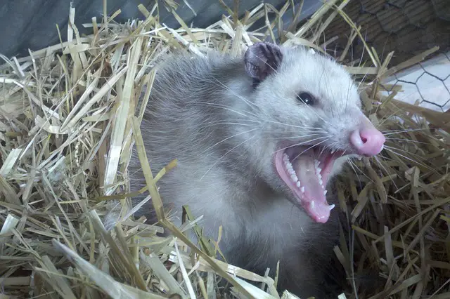 Noise of Opossum
