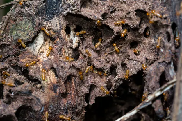 Borax termite treatment
