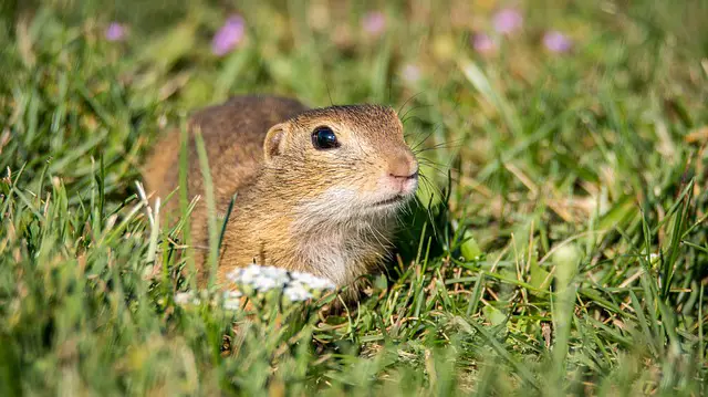 how does juicy fruit gum kill moles and gophers