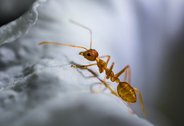 ant baits to get rid of ants from your car