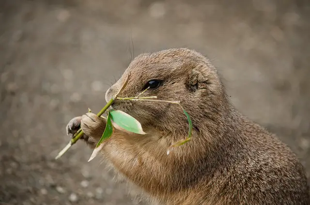 killing gophers with dry ice