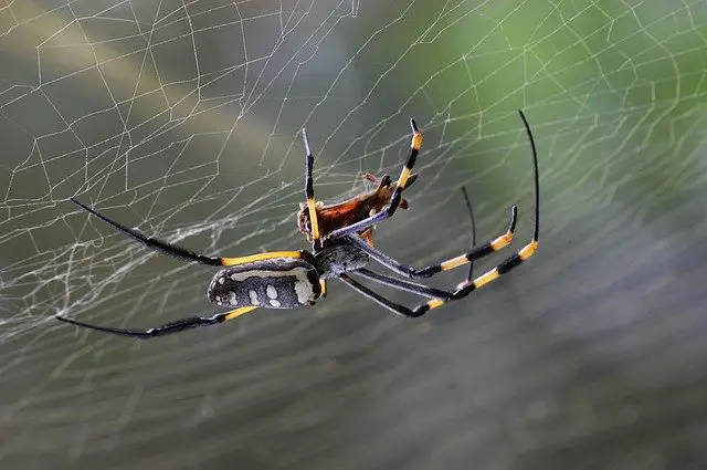 killing spiders with vinegar