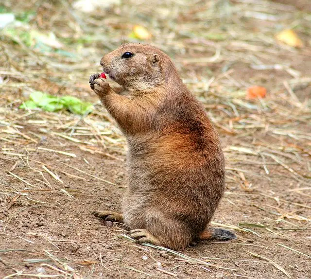 juicy fruit gum for gopher control