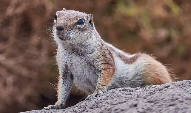 how to kill gophers with propane