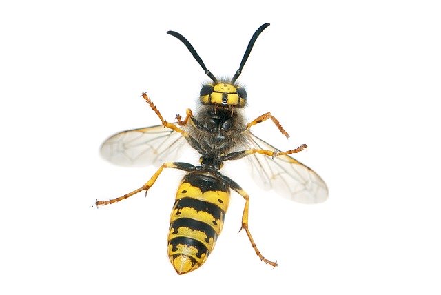 how does soapy water kill wasps