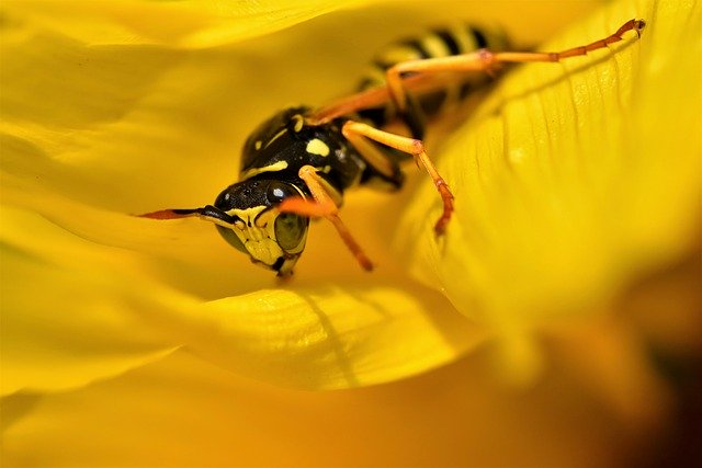 how to kill wasps with soapy water