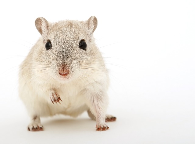 how does ultrasonic rodent repellents work