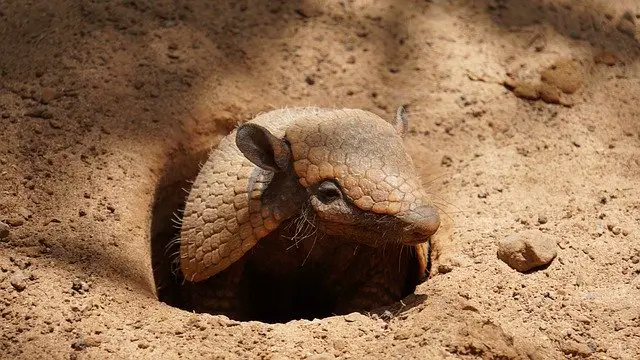 armadillo poop