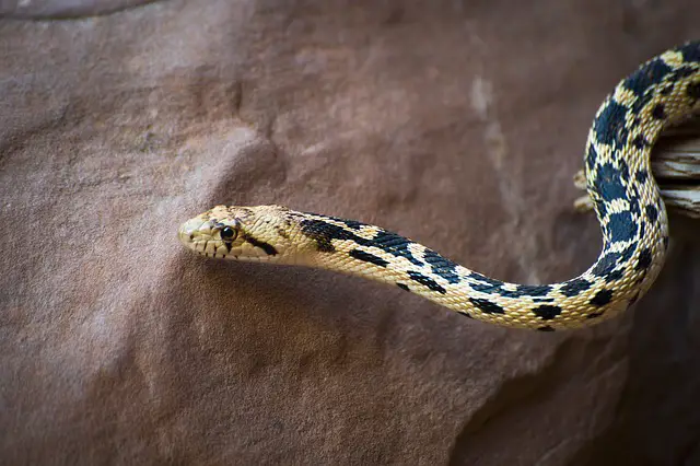 can you make gopher snake as your pet