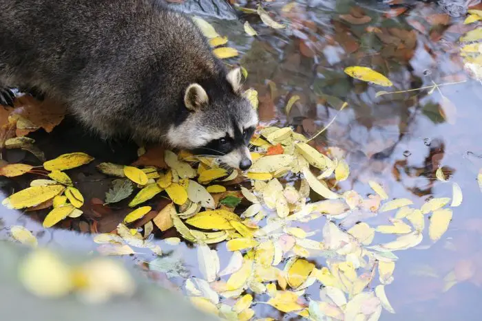 How To Repel Raccoons But Not Cats