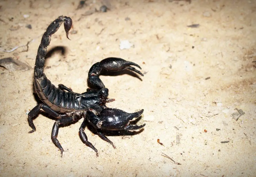How to Prevent Scorpions From Getting in Your Bed {8 Best Tips}