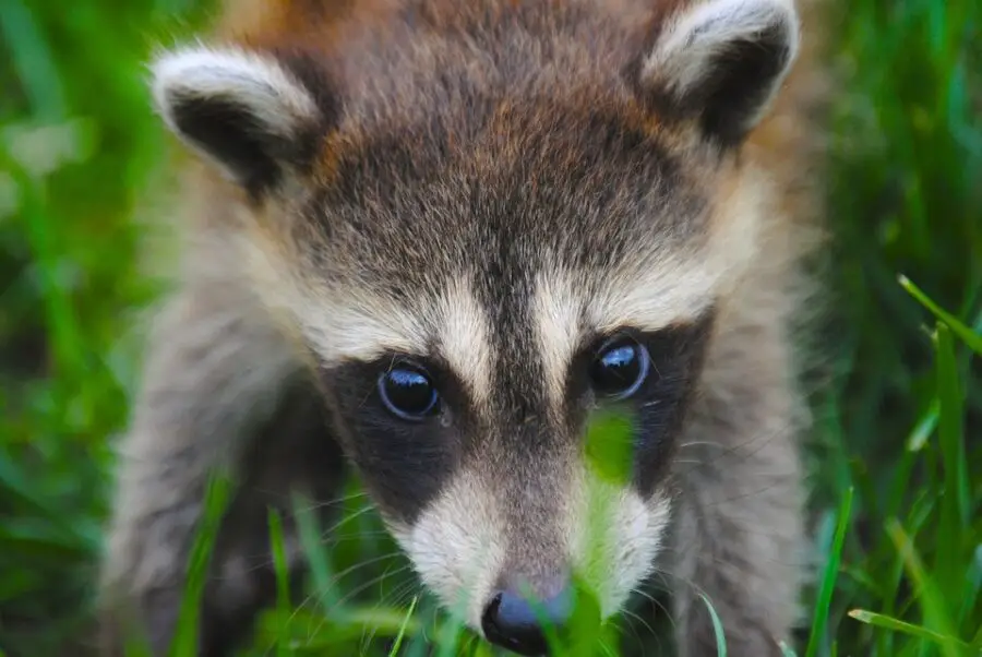 How To Repel Raccoons But Not Cats and Dogs {This Will Surprise You}