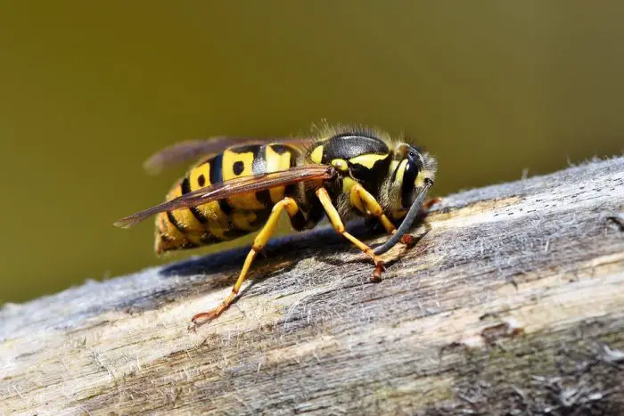 How Long Will Peppermint Oil Keep Wasps Away {This Will Surprise You}