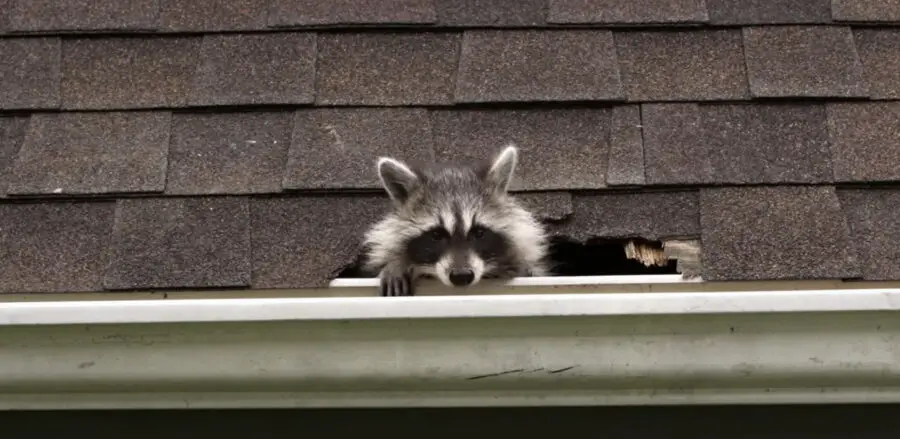 How to Remove a Raccoon From Your Attic