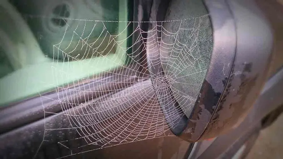 spider in car mirror