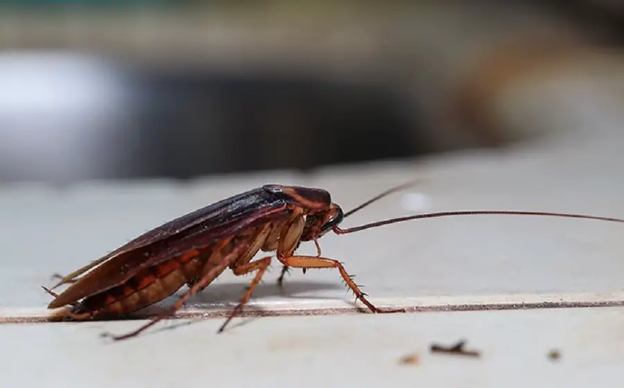 Can Cockroaches Get High Drunk