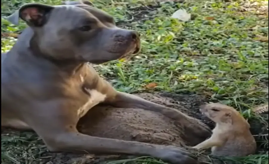 Can dogs eat gophers