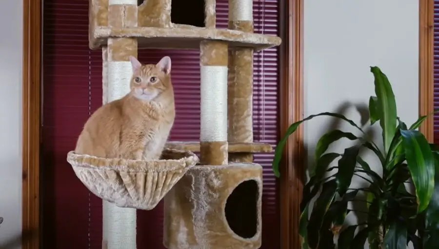 How to clean a cat tree from fleas