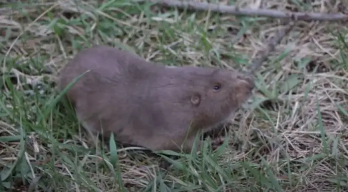 How to Get Rid of Gophers Without Killing Them 9 Human Methods