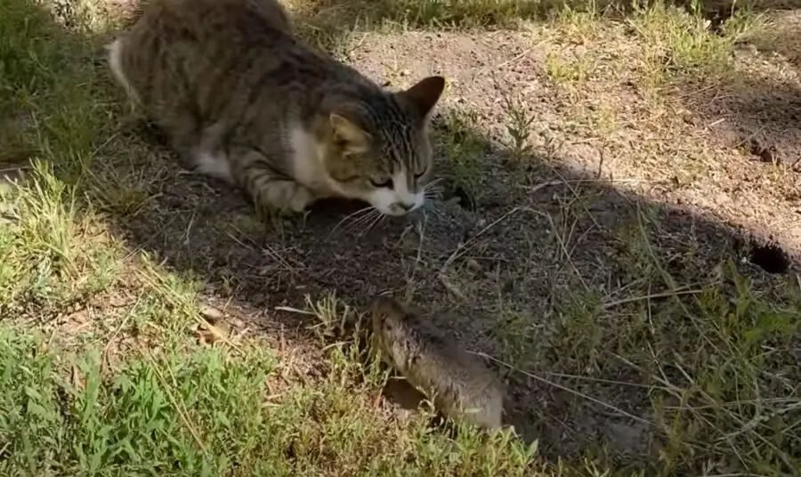 Why does my cat eat gophers